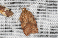 Oligoloba severa