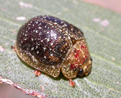 Paropsis lownei