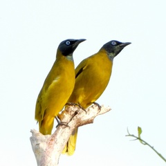 Brachypodius melanocephalos