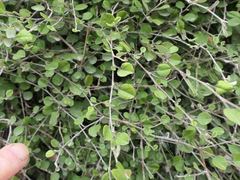 Helichrysum lanceolatum
