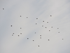 Psittacara holochlorus