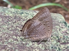 Arhopala eupolis