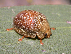Paropsis variolosa