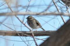 Passerculus sandwichensis