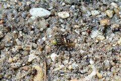 Eristalinus obliquus