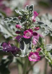 Penstemon albomarginatus