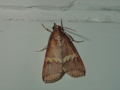 Boeotarcha martinalis