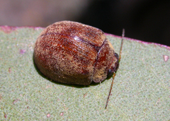 Trachymela catenata