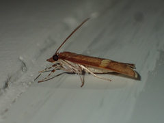 Boeotarcha martinalis