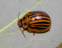 Paropsisterna lignea