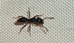 Rhytidoponera victoriae