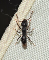 Rhytidoponera victoriae