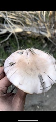 Clitocybe brunneocephala