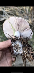 Clitocybe brunneocephala