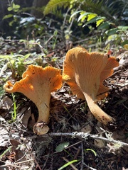 Cantharellus formosus