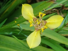 Trimezia steyermarkii