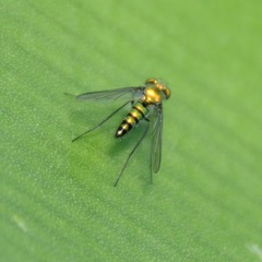 Condylostylus longicornis