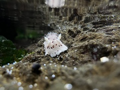 Diaulula odonoghuei