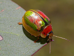 Paropsisterna vittata