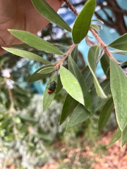 Castiarina kerremansi