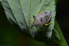 Podisus nigrispinus