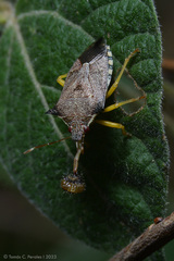 Podisus nigrispinus