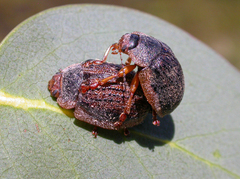 Trachymela regularis