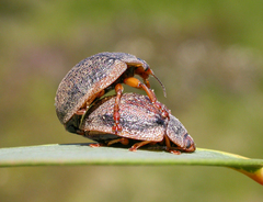 Trachymela regularis
