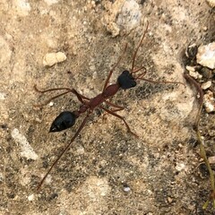 Myrmecia nigriceps