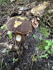 Boletus fibrillosus