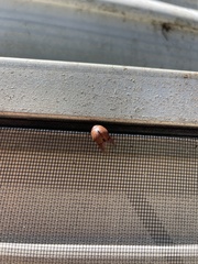 Paropsisterna m-fuscum