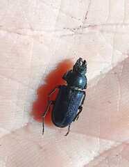 Platycerus caprea