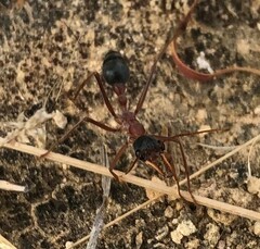 Myrmecia nigriceps