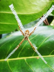 Argiope caledonia