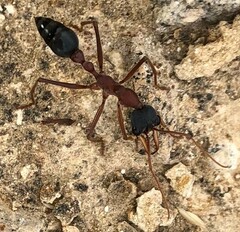 Myrmecia nigriceps