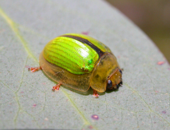 Paropsisterna hectica