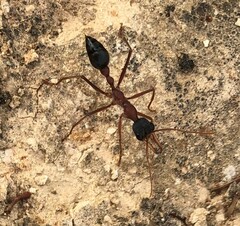 Myrmecia nigriceps