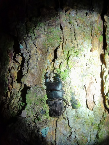 Aegus callosilatus