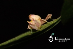 Hymenopus coronatus