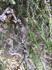 Melaleuca brevifolia