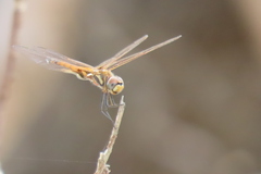 Tramea loewii