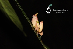 Hymenopus coronatus