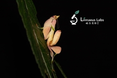 Hymenopus coronatus