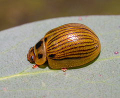 Paropsisterna lignea