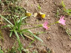Zephyranthes carinata