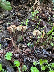 Marasmius plicatulus