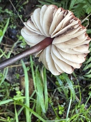 Marasmius plicatulus