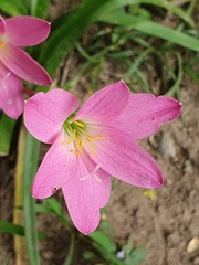 Zephyranthes carinata