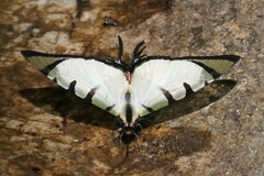 Graphium agetes
