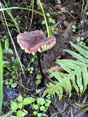 Marasmius plicatulus